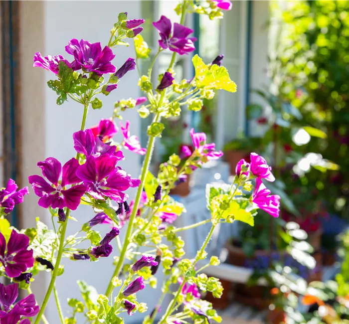 Stauden vor Schädlingen schützen – So geht’s richtig