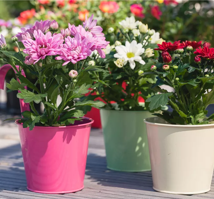 Mit Chrysanthemen den Sommer einfach verlängern