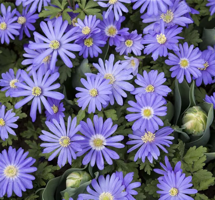 Anemonen – zarte Windröschen im Garten