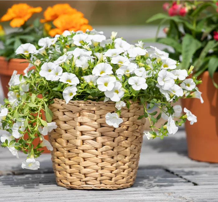 Pflanzgefäße aus unterschiedlichen Materialien – Eine Übersicht