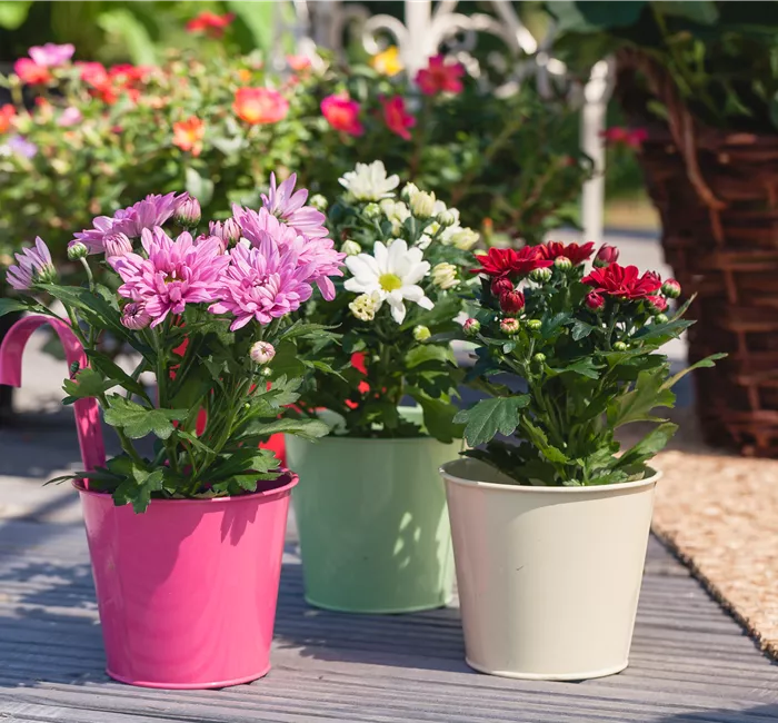 Chrysanthemen pflanzen und den Sommer verlängern