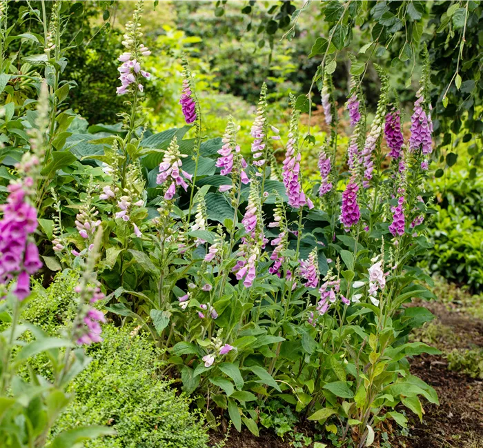 So wird’s richtig bunt - Stauden für jeden Standort im Garten