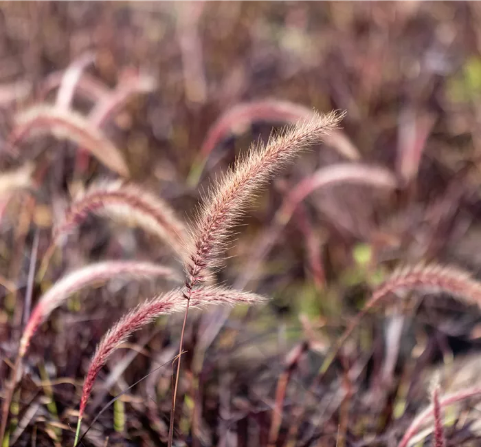 Gartengestaltung mit Gräsern – Jetzt wird’s bunt!