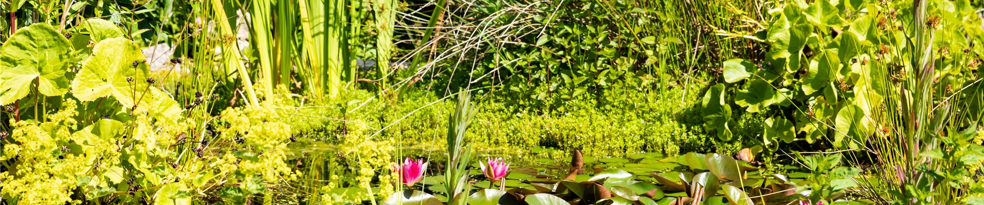 Seerosenteich