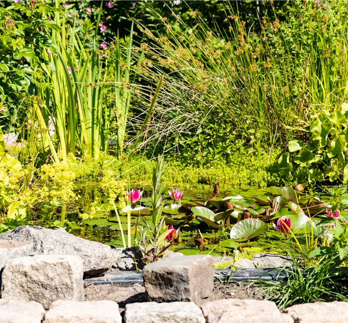 Wasserpflanzen einsetzen – So wird der Teich zum Highlight