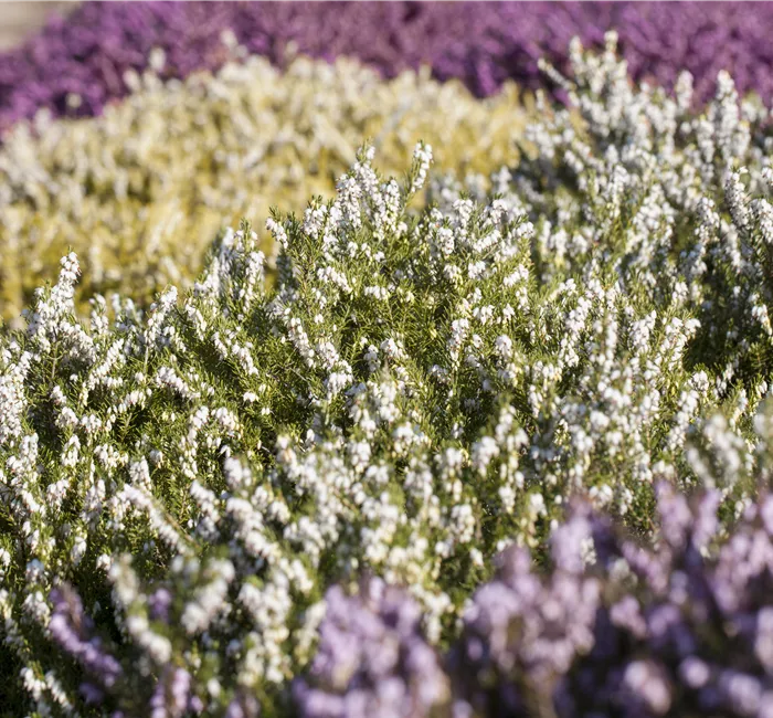 Heide in den unterschiedlichsten Farben für Garten und Balkon