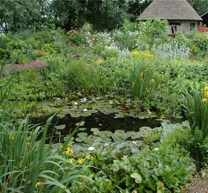 Wasserpflanzen im Garten und die perfekten Nachbarn