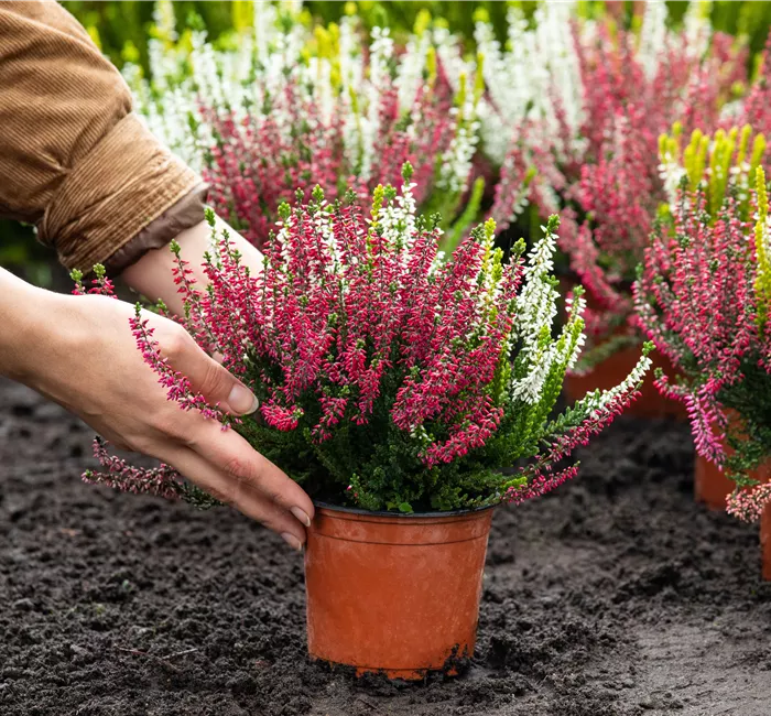 Heide pflanzen und Garten und Co. bunt gestalten