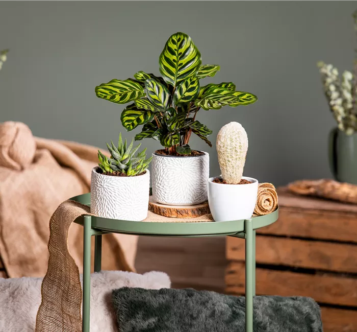 Kakteen und Sukkulenten – Die beliebtesten Kandidaten