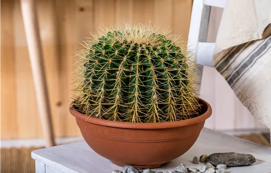 Kakteen und Sukkulenten kaufen für ein tolles Klima