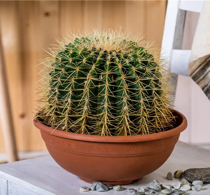 Kakteen und Sukkulenten kaufen für ein tolles Klima
