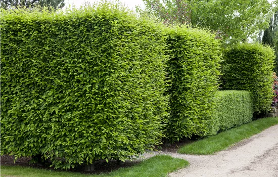 Hainbuche pflanzen und den Garten begrünen