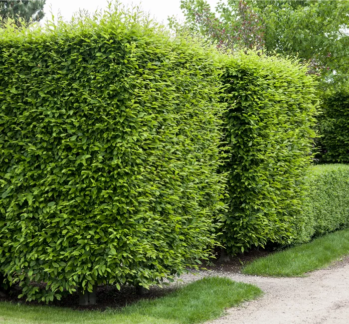Hainbuche pflanzen und den Garten begrünen