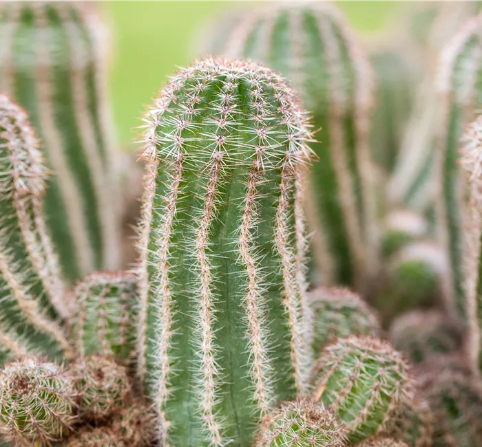 Kakteen und Sukkulenten pflegen für glückliche Pflanzenfreunde
