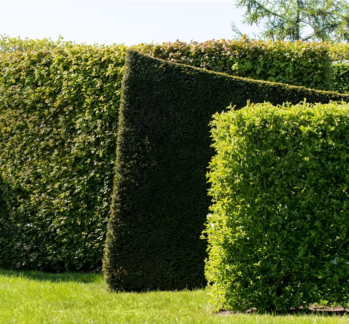 Hecken pflanzen und für grünen Sichtschutz sorgen