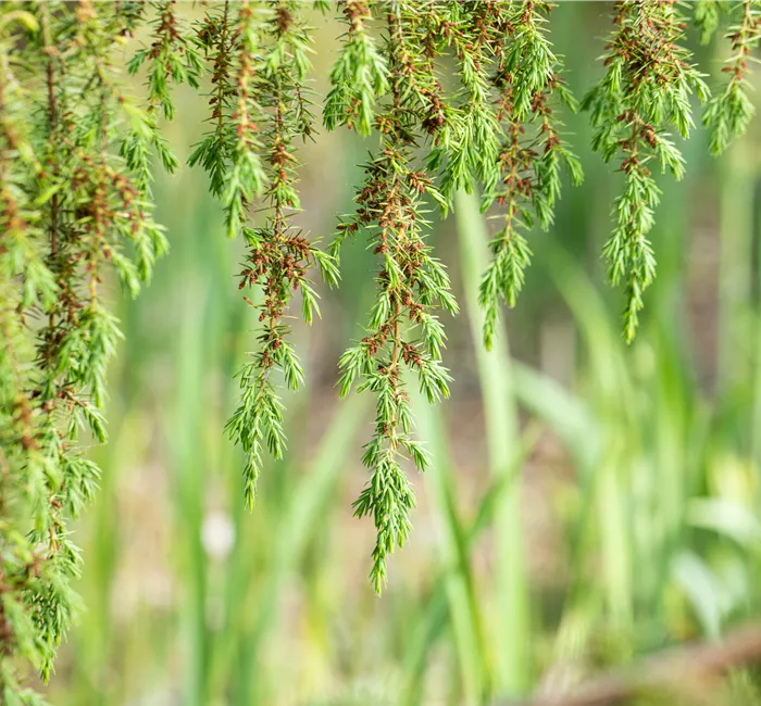 Nadelgehölze pflegen und damit gesund und frisch halten