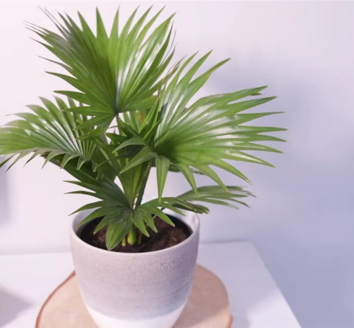 Rundblättrige Livistonie - Umtopfen