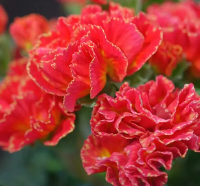 Primeln - Einpflanzen im Garten