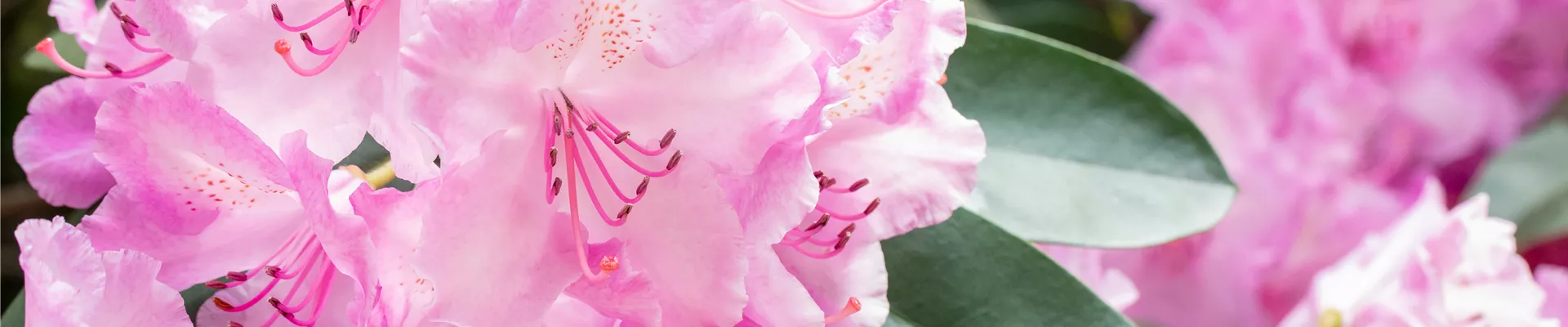 Rhododendron 'Aristide Briand'