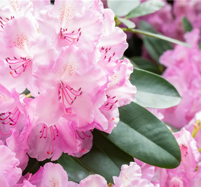 Rhododendronarten und -sorten – Die schönsten Kandidaten