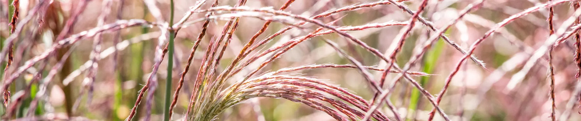 Miscanthus sinensis 'Flamingo'
