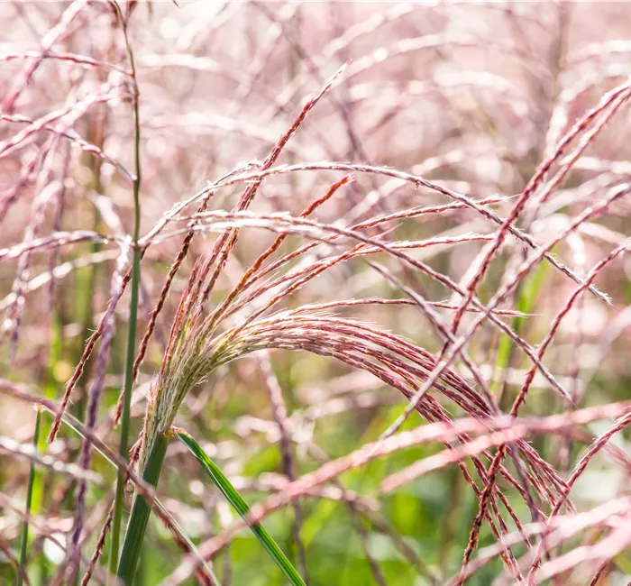 Gräser pflegen und dem Windspiel im Garten lauschen