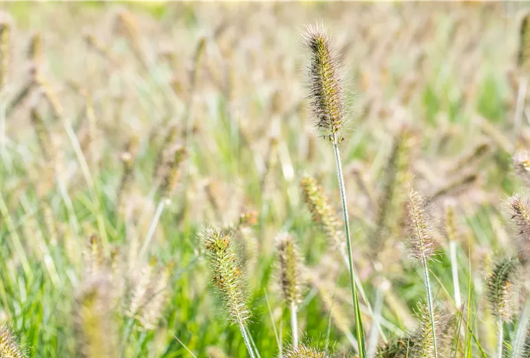 Pennisetum alopecuroides 'Hameln'