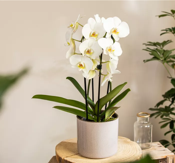 Die beliebtesten Orchideen für echte Pflanzenfans