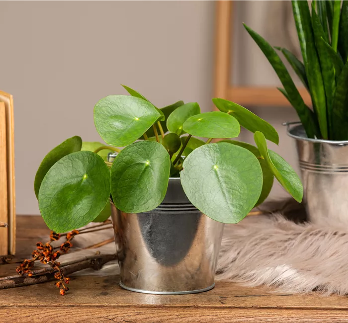 Die besonderen Eigenschaften von Zimmerpflanzen kennenlernen