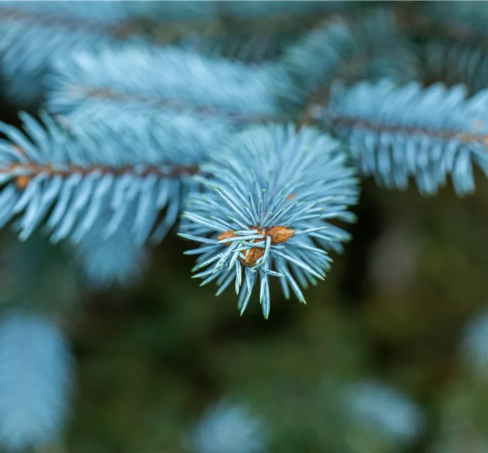 Gartengestaltung mit Nadelgehölzen – Ein immergrüner Garten