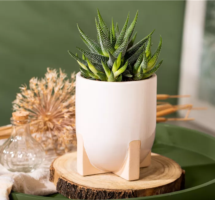 Die einmaligen Besonderheiten von Kakteen und Sukkulenten 