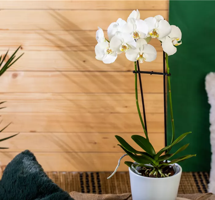 Die einmaligen Besonderheiten von Orchideen