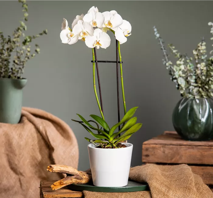 Orchideen pflegen für ein gesundes Wachstum 