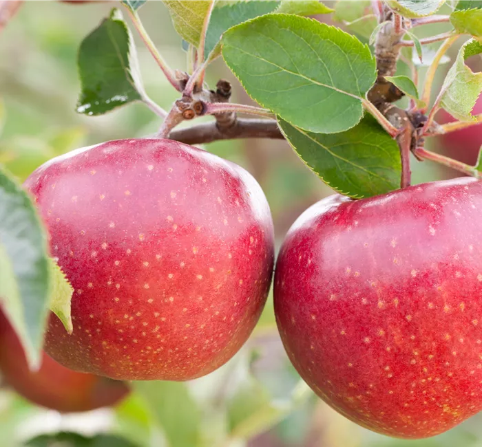 Obstgehölze vor Schädlingen schützen und die Ernte sichern
