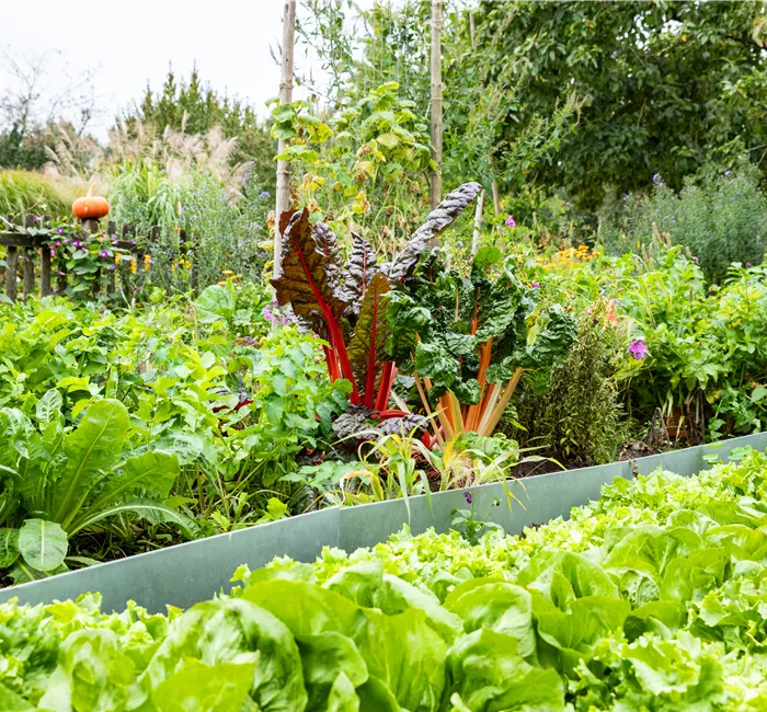 Kräuter und Gemüse für jeden Standort finden und pflanzen
