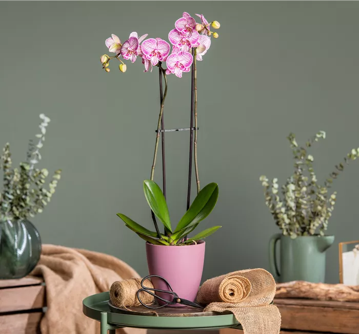 Orchideen schneiden und für gesunde Pflanzen sorgen