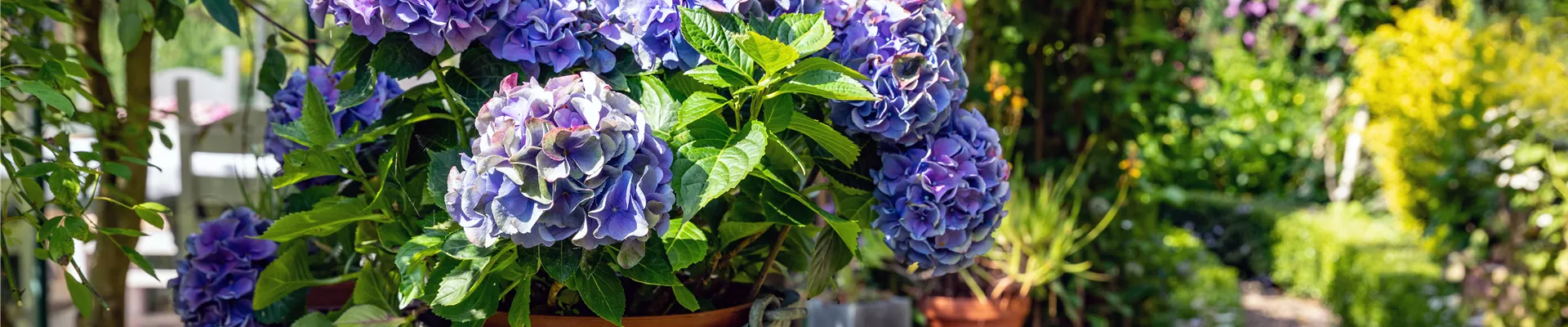 Hortensie im Pflanzkübel 