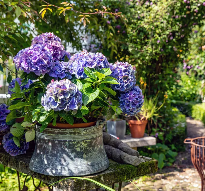 Hortensien pflanzen und pflegen leicht gemacht
