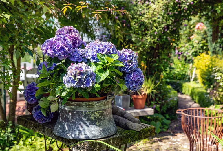 Hortensie im Pflanzkübel 