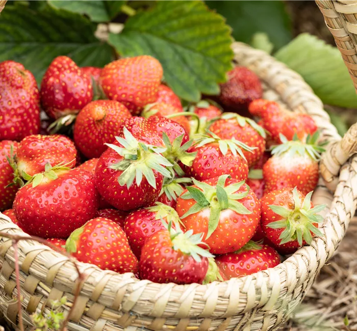 Erdbeeren pflanzen und pflegen für eine leckere Ernte