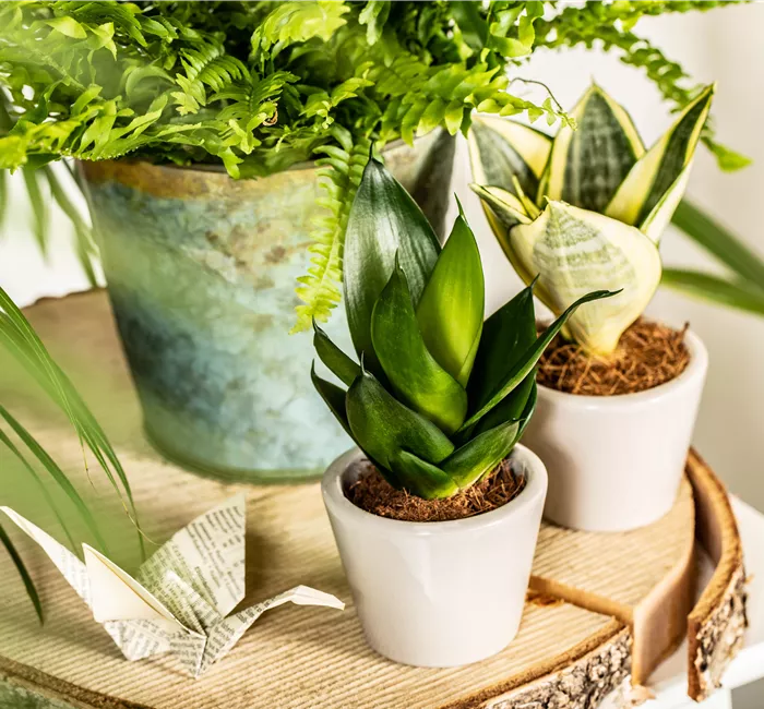 Raumgestaltung mit Zimmerpflanzen für einen grünen Dschungel