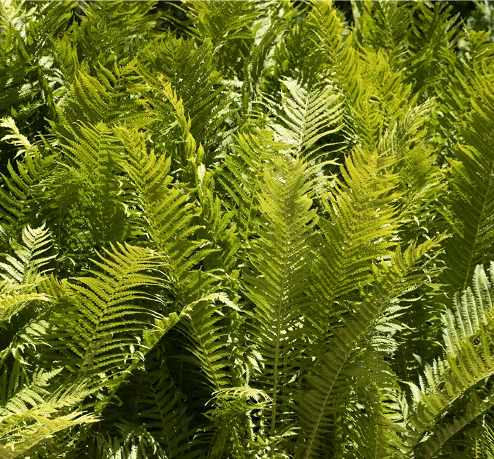 Farne im Garten als grüne Highlights im Schatten
