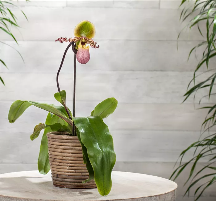 Wirksam gegen Krankheiten und Schädlinge bei Orchideen