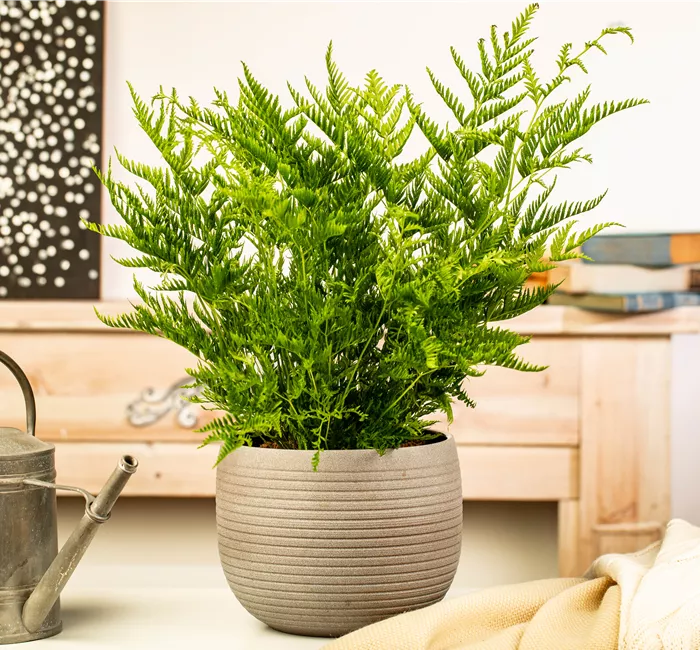 Zimmerpflanzen kaufen und Leben ins Haus holen