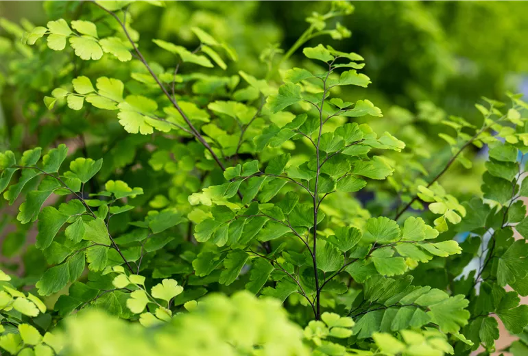 Adiantum raddianum