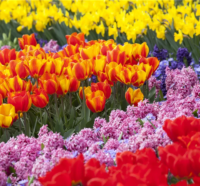 Blumenzwiebeln als Highlight bei der Gartengestaltung