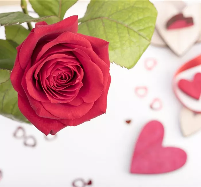Der Valentinstag und seine Geschichte Der Valentinstag und seine Geschichte