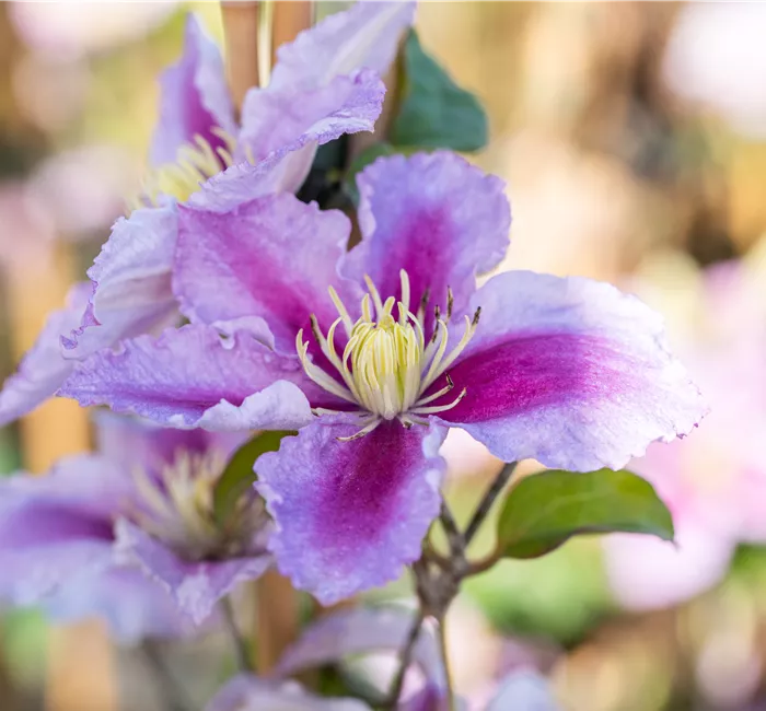 Gartengestaltung mit Kletterpflanzen – So wird’s märchenhaft