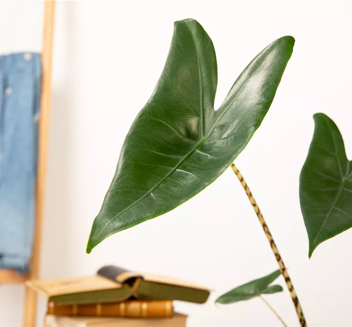 Zimmerpflanzen pflegen für die Gesundheit der Mitbewohner