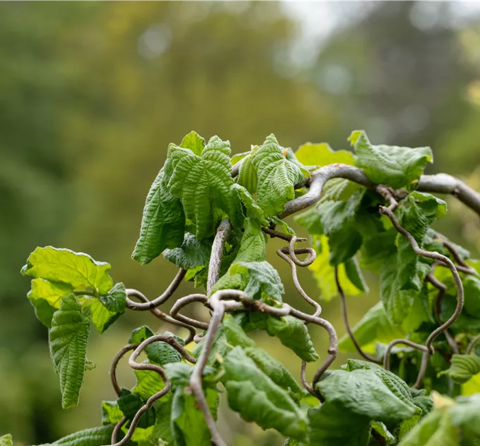 Beliebte Laubgehölze für den eigenen Garten Beliebte Laubgehölze für den eigenen Garten